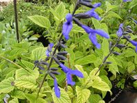 Salvia guaranitica